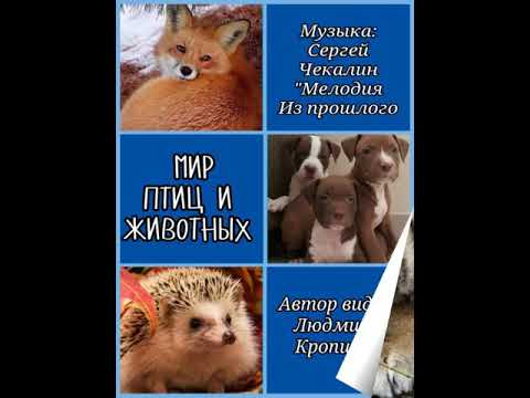 МИР ЖИВОТНЫХ И ПТИЦ. Красивое видео под музыку Сергея Чекалина 'Мелодия из прошлого'