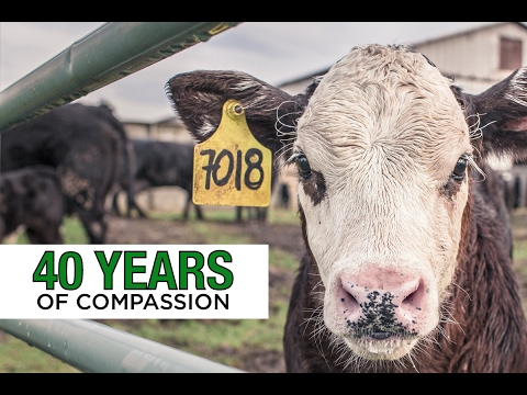 animal welfare act of 1998 tagalog 40 Years of Compassion