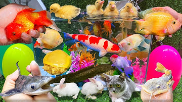 Thú Vị Bắt Cá Trê Bự, Cá Vàng, Cá Chép Koi, Cá Lau Kiếng, Con Thỏ Hà Lan, Ếch, Cá Rô, Cá Sấu