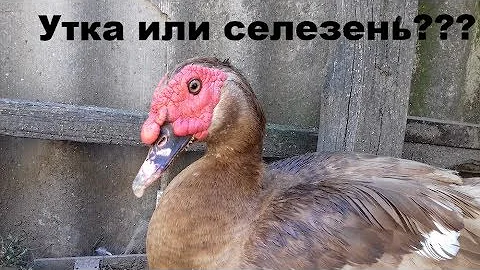 Уточка или селезень - как определить пол у молодняка индоуток
