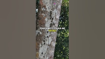 5 Mind-Blowing Facts About the Amazon Rainforest You Never Knew!