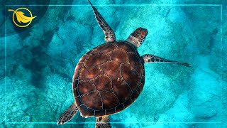 Holy Spirit Waters - Healing Ocean Sounds with Harp | 1 Hour with Scripture - Stress Relief screenshot 5