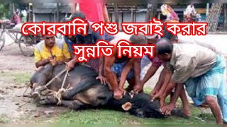 কোরবানি পশু জবাই করার সুন্নতি নিয়ম