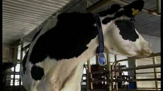 DeLaval Activity Meter | USA | DeLaval Automated Milking Solutions | DeLaval