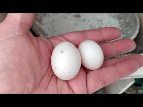 Βίντεο: Νέοι τρόποι μαγειρέματος αυγών