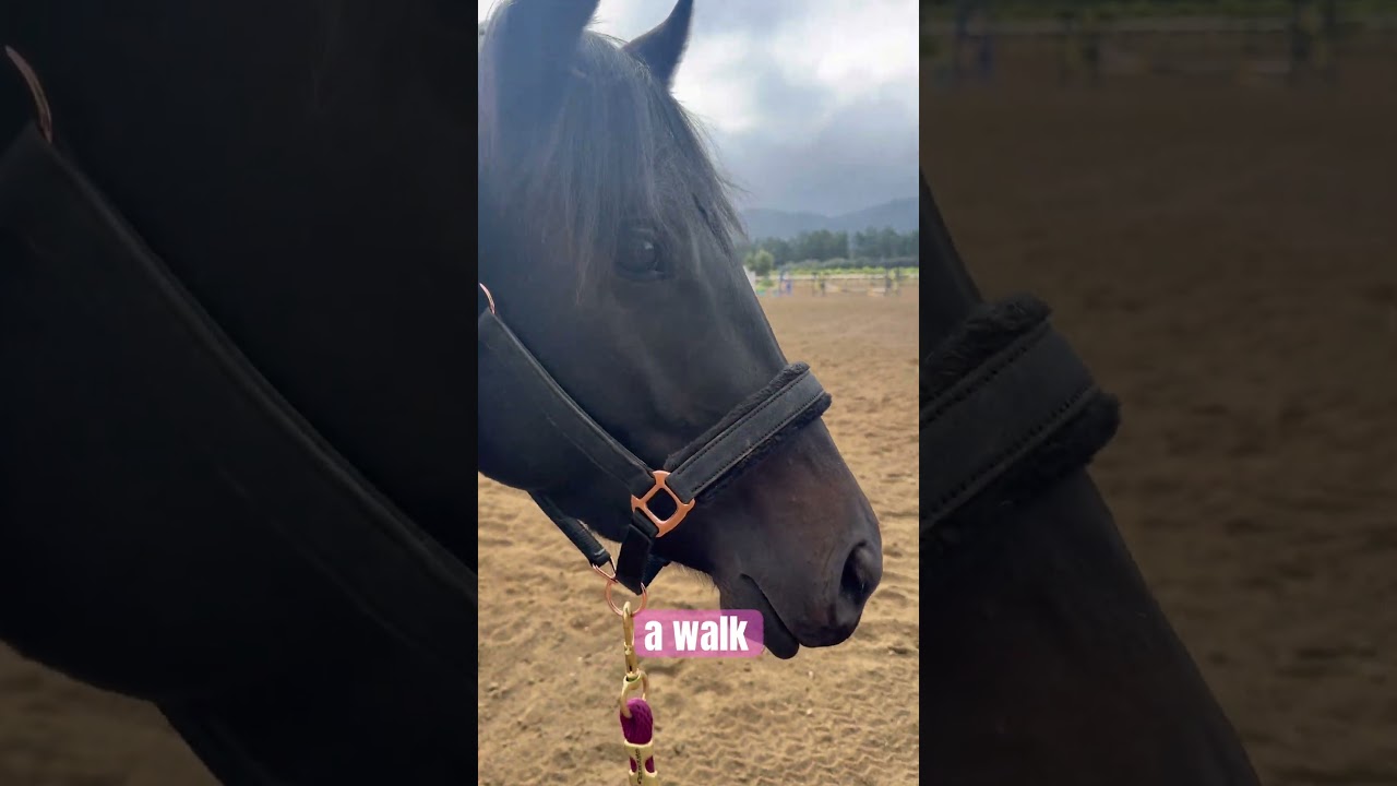 Little trouble maker Saylor 😈🐴🥰 