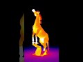 Thermal Camera Captures Insane Horse Acrobatics 😳🔥 #unbelievably