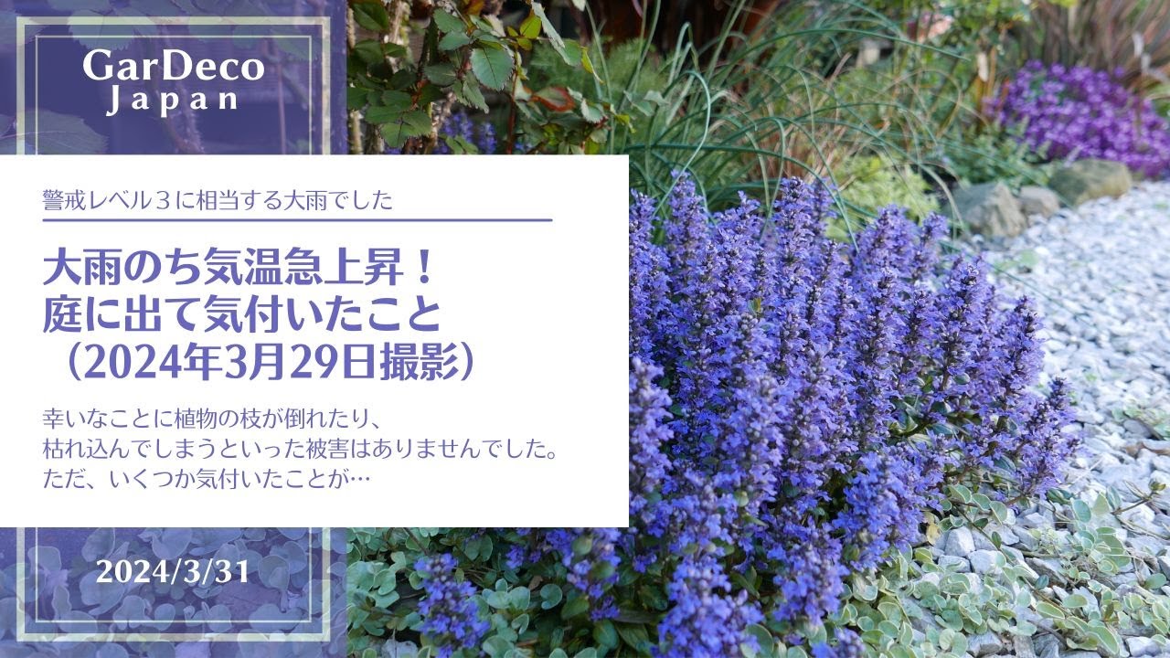 【〇〇からキノコが…】大雨のち気温急上昇!庭に出て気付いたこと