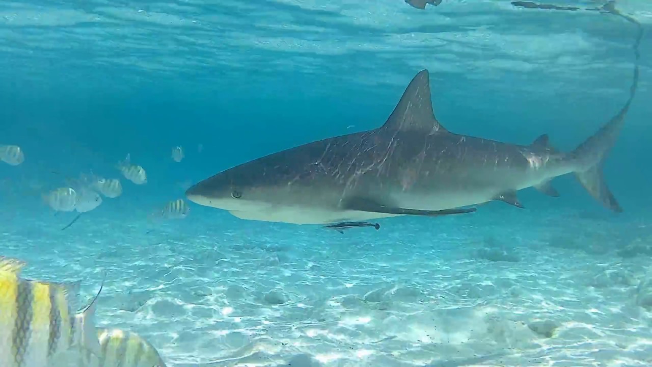 Diving with Caribbean Reef Sharks in the Exuma Cays Bahamas YouTube