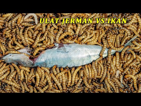 EKSPERIMEN: 1000 ULAT JERMAN VS IKAN