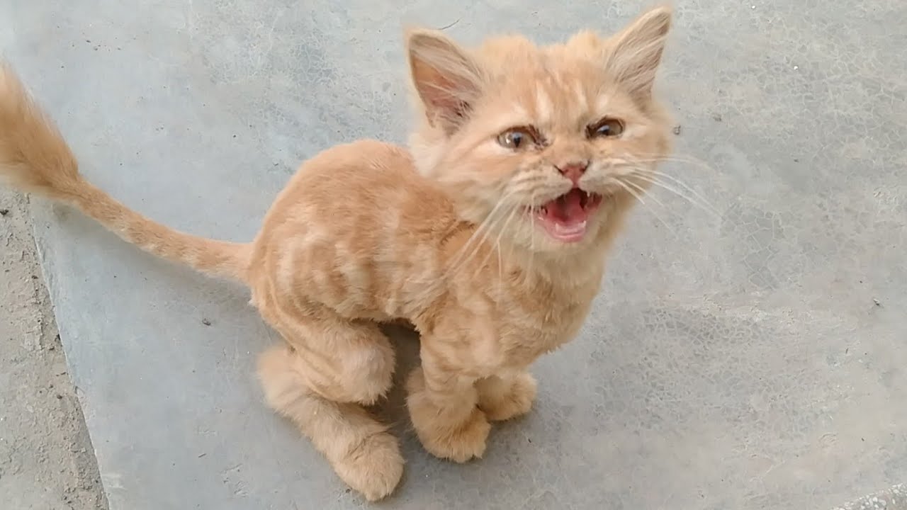 Rescue Kitten Is Thankful For The Food And Love After His Rescue - YouTube