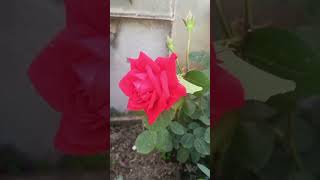 Masoori Bht Hi Khubsurat Jgh H ... Hr Trh K Flowers Dil Khus Ho Jaiga