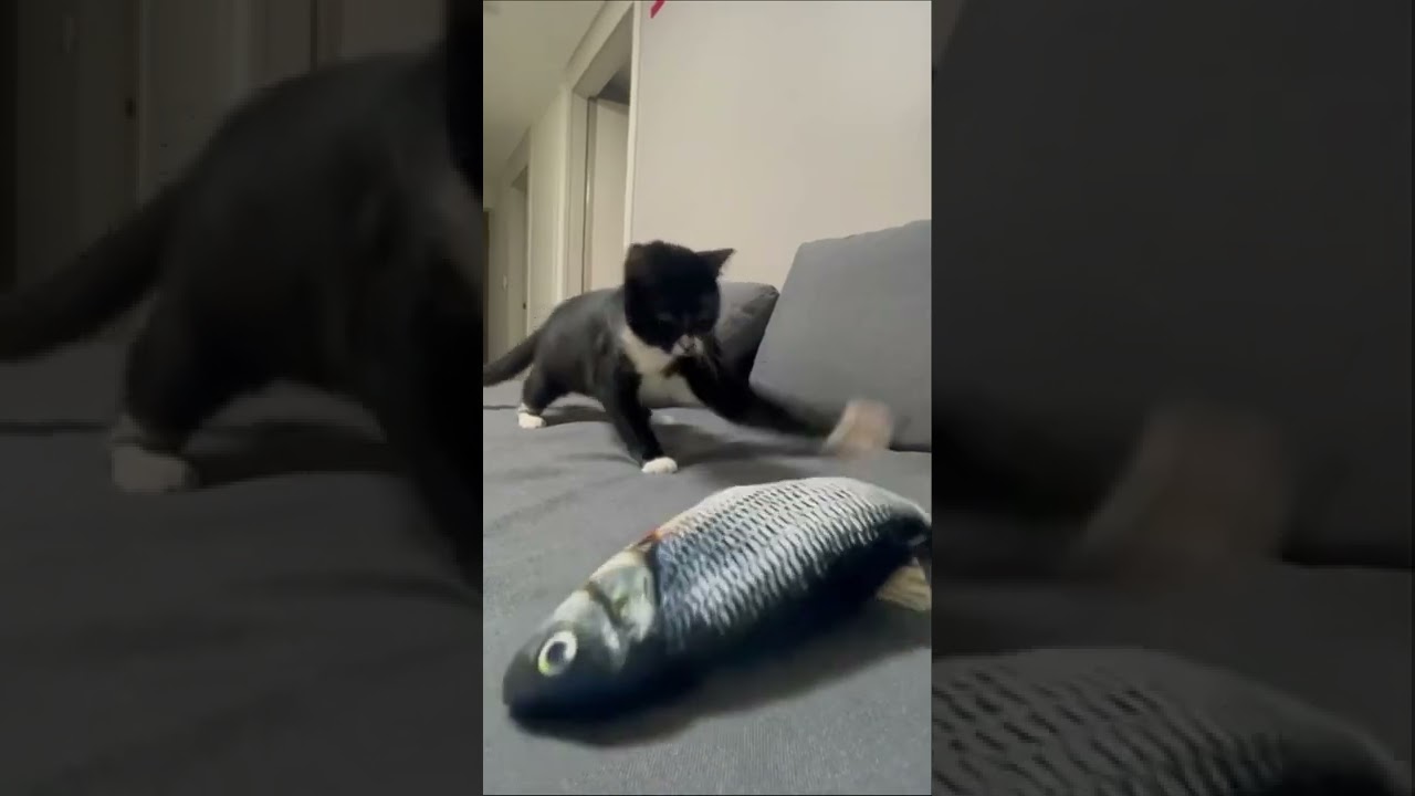 Cat goes crazy for his fish toy 