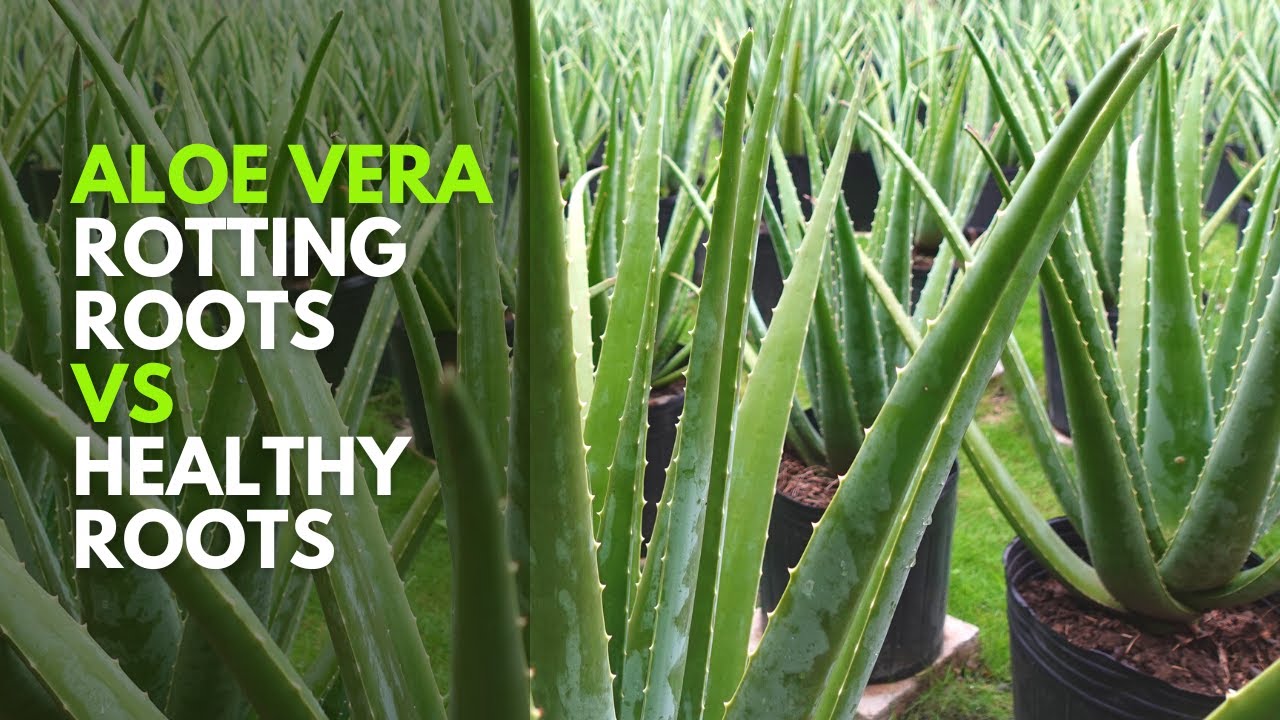 Aloe vera with Rotting Roots vs Aloe vera with Healthy Roots - YouTube