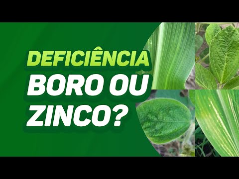 COMO DIFERENCIAR A