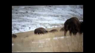 2014 Wyoming Bison Hunt