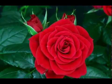 فيديو: تزايد الورود الوردية - ما هي أفضل أنواع شجيرات الورد الوردي
