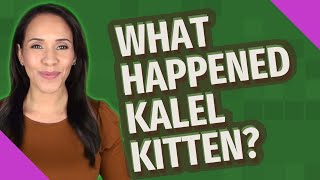 What happened kalel kitten?