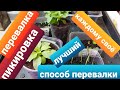 Пикировка всходов/ Перевалка растений/ Лучший способ перевалки