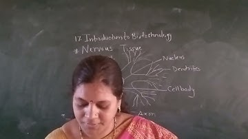 Introduction to Biotechnology  Nervous Tissue