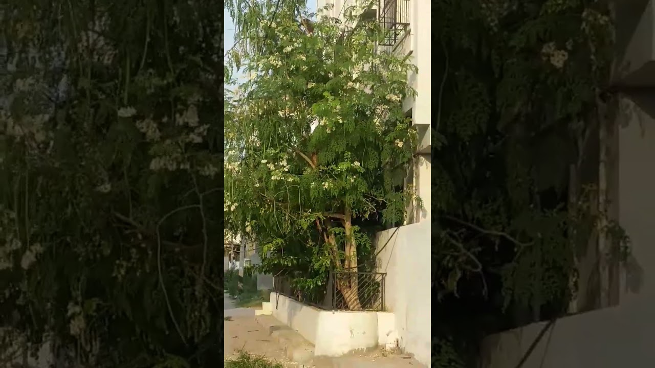 Monkeys Fighting 💪 near house