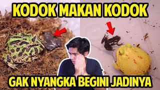 KODOK PACMAN MAKAN KODOK! KANIBAL DONG! GAK NYANGKA BEGINI JADINYA!