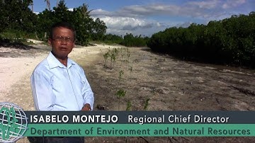 Mangroves increase fish habitat and protect shorelines