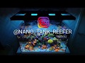 Red Sea Reefer 250 - Mixed Reef Tank - The Corals - Euphyllia