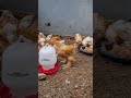 ayam brahma minum