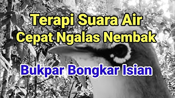 B1K1N C3P4T NG4L45 N3MB4K B0NGK4R 1S14N, Masteran Pleci Nembak