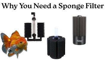 Why I LOVE Sponge Filters- Cheap, Effective, Simple and Safe