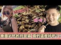 【Travel Vlog】曼谷必吃的炸蟑螂炸昆蟲炸蠍子 真的這麼好吃嗎？！泰國之旅Thailand travel vlog  part 2