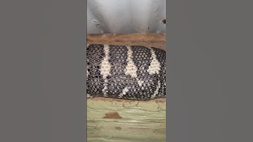Very large and full Coastal Carpet Python removed from chicken coop #snakevideo #carpetpython