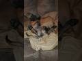 Perfect nap spot #malinois #belgianmalinois #naptime #furbaby