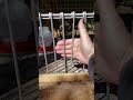 Pigeon Trap Door