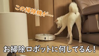 抜け毛がない！？掃除ロボットの驚きの吸引力に柴犬と飼い主が…