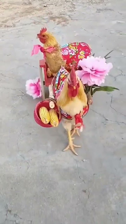Ganja Kukuda 🐓🐓🐓 #youtubeshorts #shortsvideo #shorts