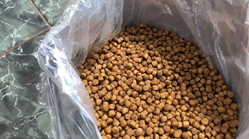 CHO CÁ KOI ĂN THỬ CÁM QUEEN KOI FOOD || CÁ KOI VLOG TRẦN ĐỨC CƯỜNG