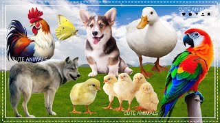 Farm Animal Sounds - Chicken, Butterfly, Wolf, Dog, Rooster, Duck, Parrot - Animal Sound Effect