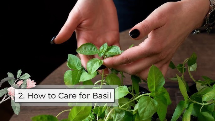 Care for basil (your basil, recommend using, leaves This) Care for basil