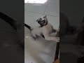 Lucu Kucing Hitam salah Lompat jadi Putih 😂#cat #kucing #shorts #fyp #reels #viral #animals