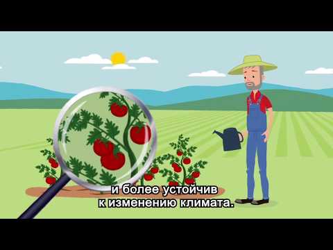 Video: Metode De Uscare Pentru Diferite Soiuri De Plante