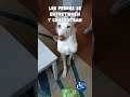 🥓🐶 PERRO de ASISTENCIA COME con LICKIMAT - COMEDEROS INTERACTIVOS - #LealCan #shorts #dog