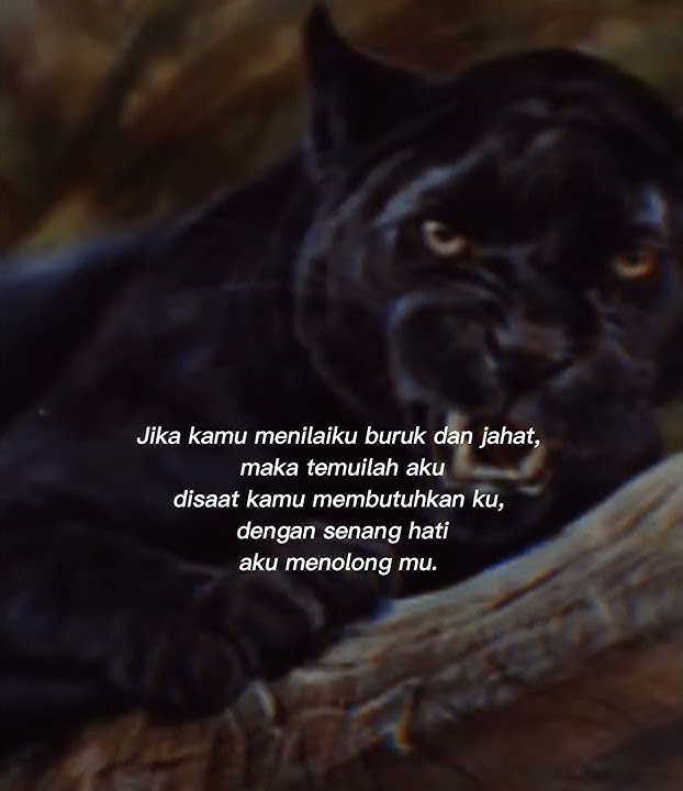 story wa macan kumbang. inilah kualitas diriku
