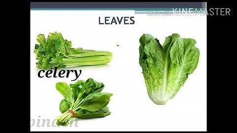 Class 3 Ch 9 FOOD FROM PLANTS AND ANIMALS Reading session  3 by Aarushi Jain