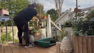 Replacing Winter-Damaged Tree Roses 🌿 Planting Frizzle Zizzle Hydrangeas & New Garden Finds