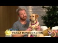 "Min hund biter när jag klappar" - Nyhetsmorgon (TV4)