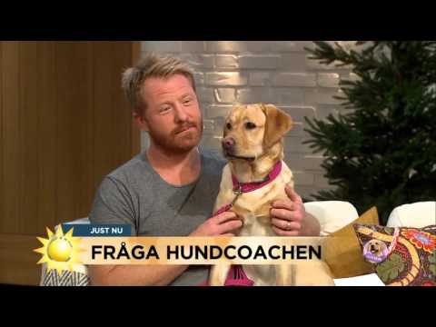 Video: Hur man berättar om en hund har en feber