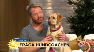 'Min hund biter när jag klappar'  Nyhetsmorgon (TV4)