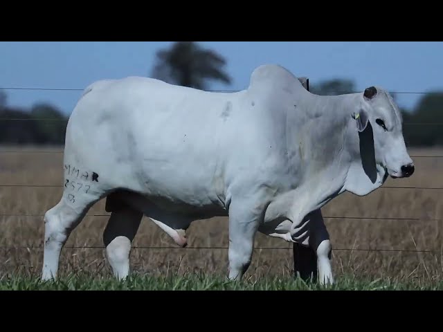 LOTE 47   MMAR 2577